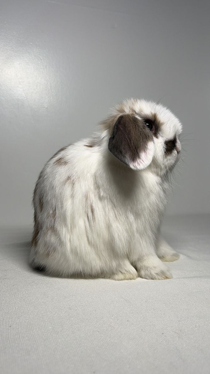 Holland Lop Buck