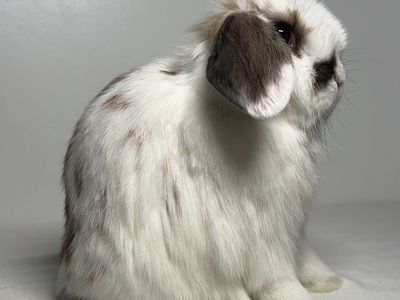 Holland Lop Buck