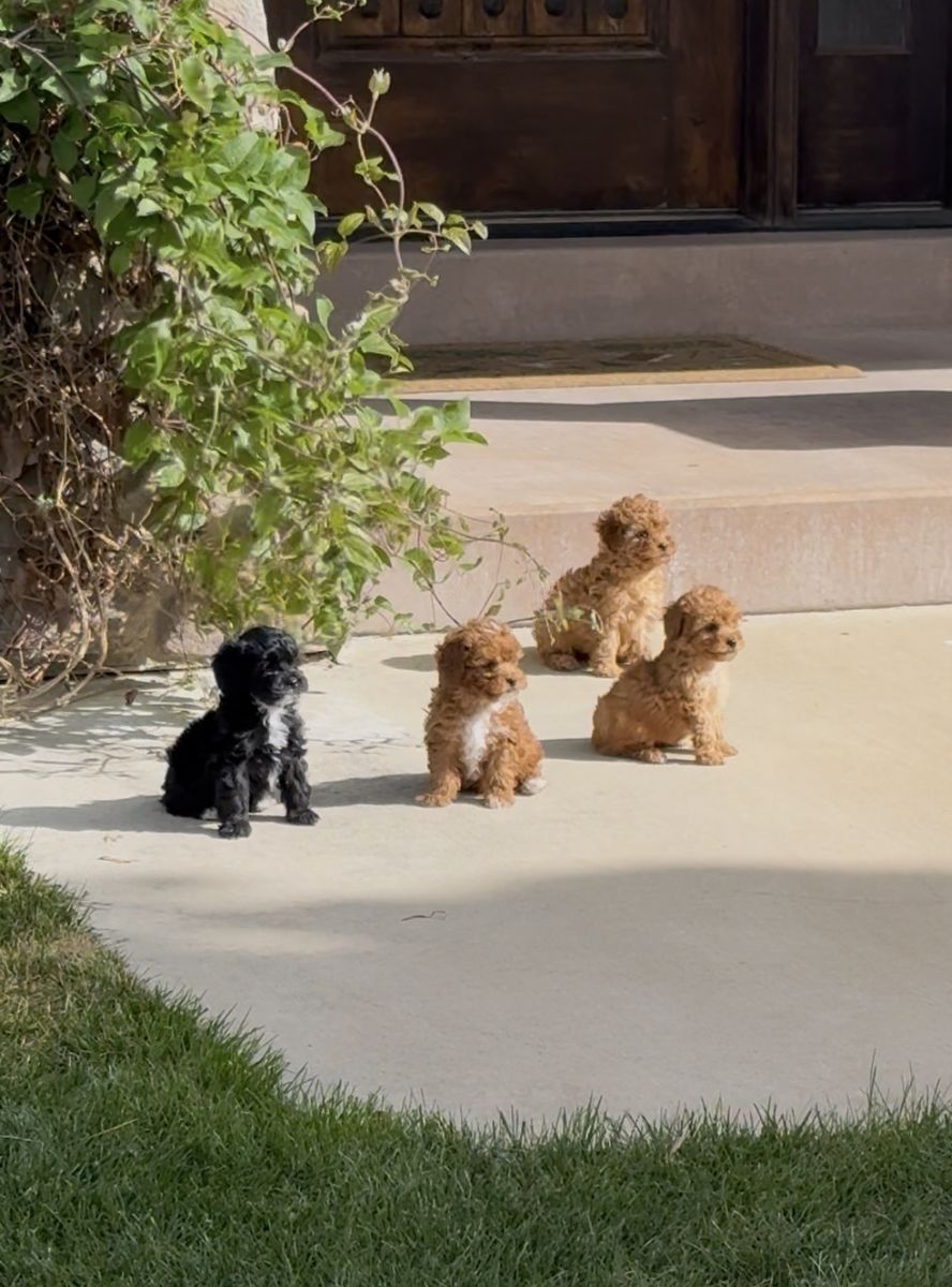 Gorgeous Yorkiepoo puppies for sale