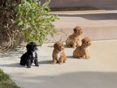 Gorgeous Yorkiepoo puppies for sale