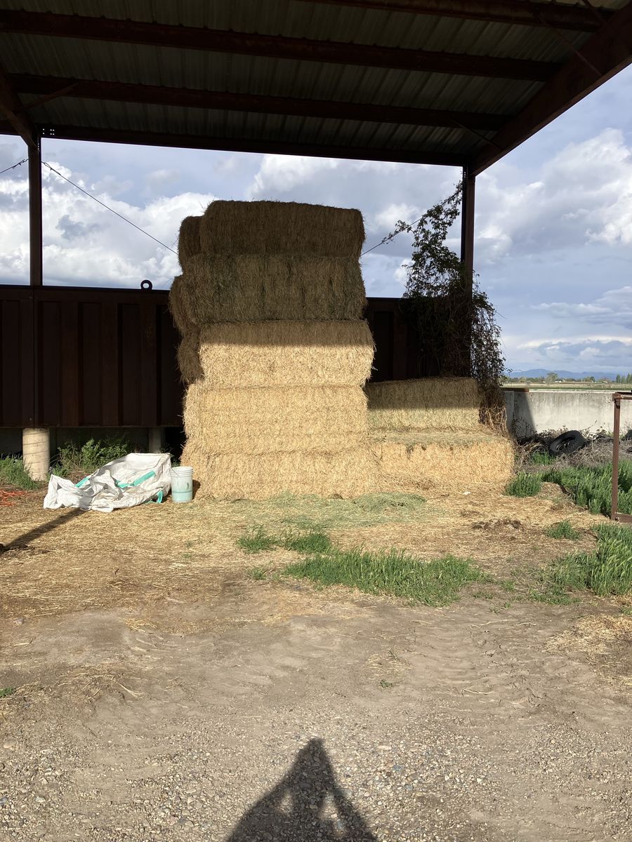 Barn Stored Alfalfa