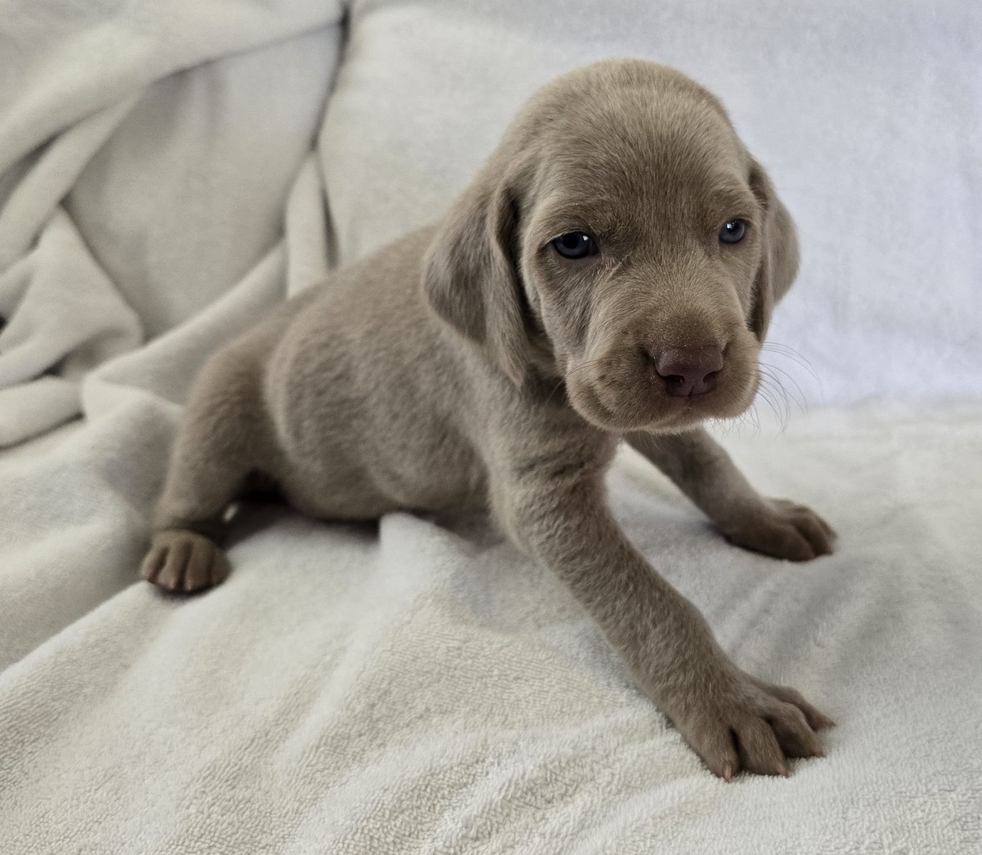 AKC Weimaraner Puppies - Championship Bloodlines