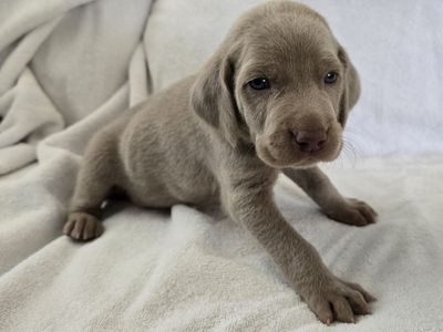 AKC Weimaraner Puppies - Championship Bloodlines