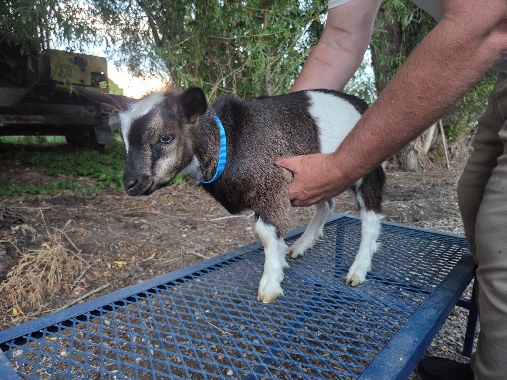Myotonic Tennessee Fainting Goats