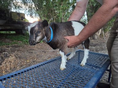 Myotonic Tennessee Fainting Goats