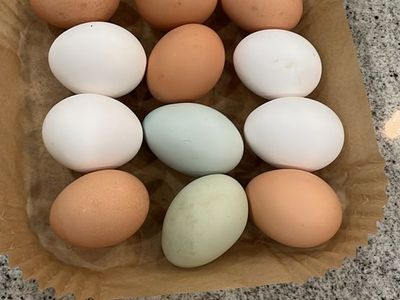 Fresh Eggs