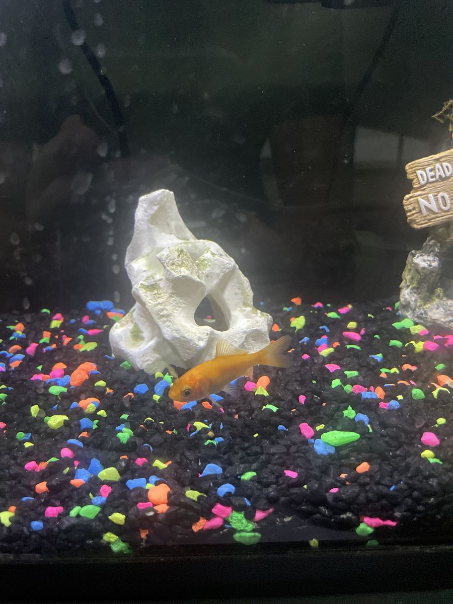 Goldfish - Needs new Home. Goldfish for Pond