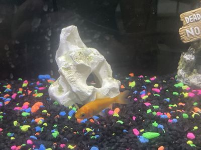 Goldfish - Needs new Home. Goldfish for Pond