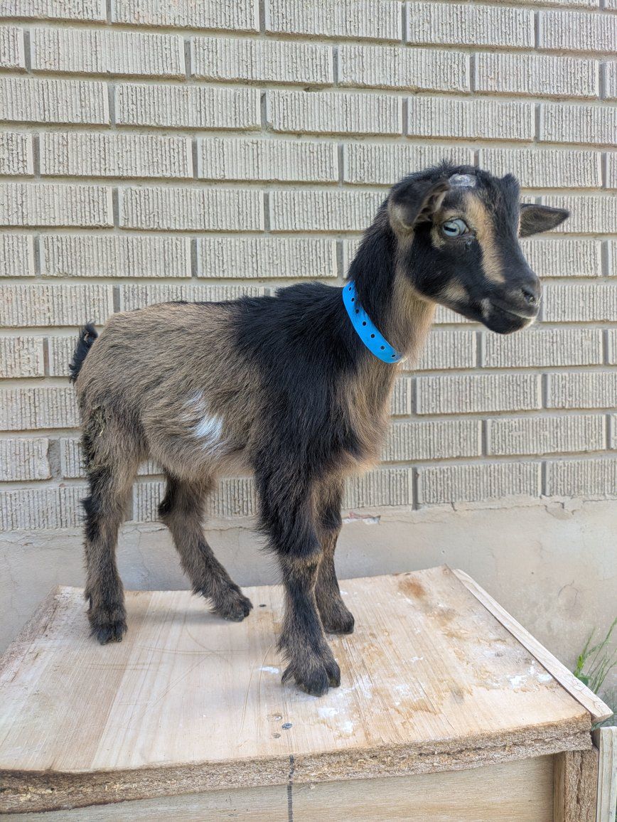 Bottle baby boy goat