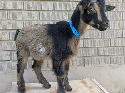 Bottle baby boy goat