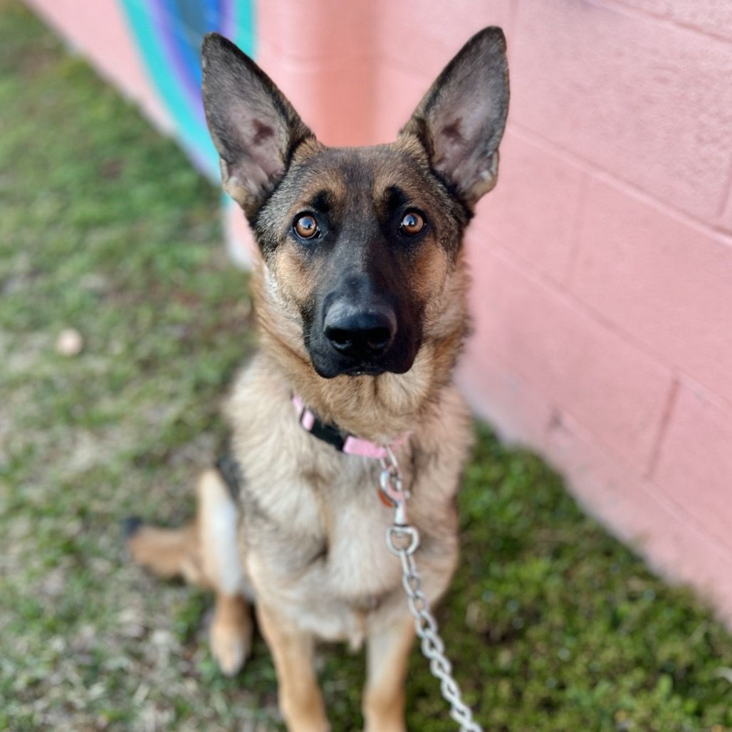 Hello my name is Ladybug