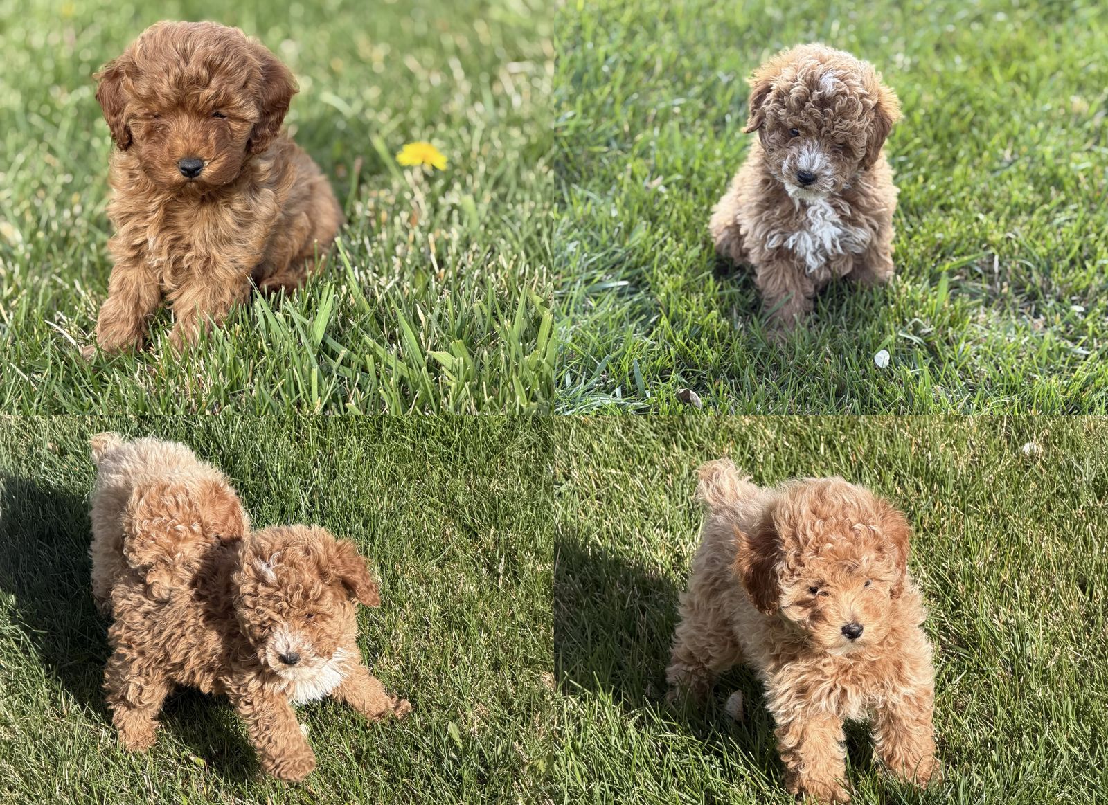 Chocolate | Teddy Bear | Red Colors - F1B Micro Mini Goldendoodle