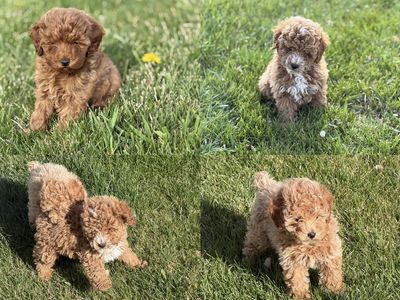 Chocolate | Teddy Bear | Red Colors - F1B Micro Mini Goldendoodle