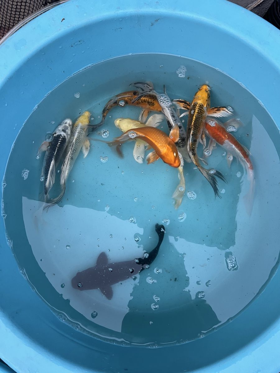 Yamasan Butterfly koi fish