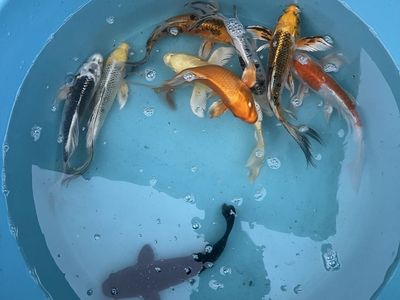 Yamasan Butterfly koi fish