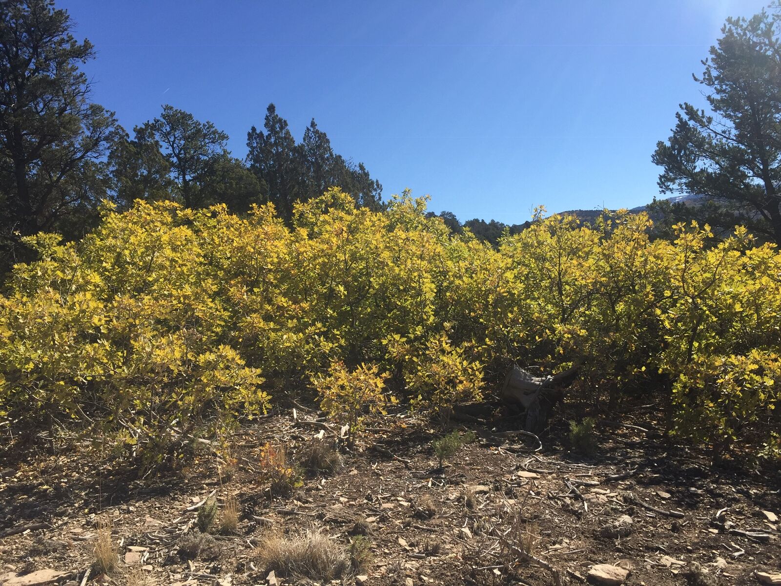 Beautiful 10-Acre Building Lot *Seller Financing Available