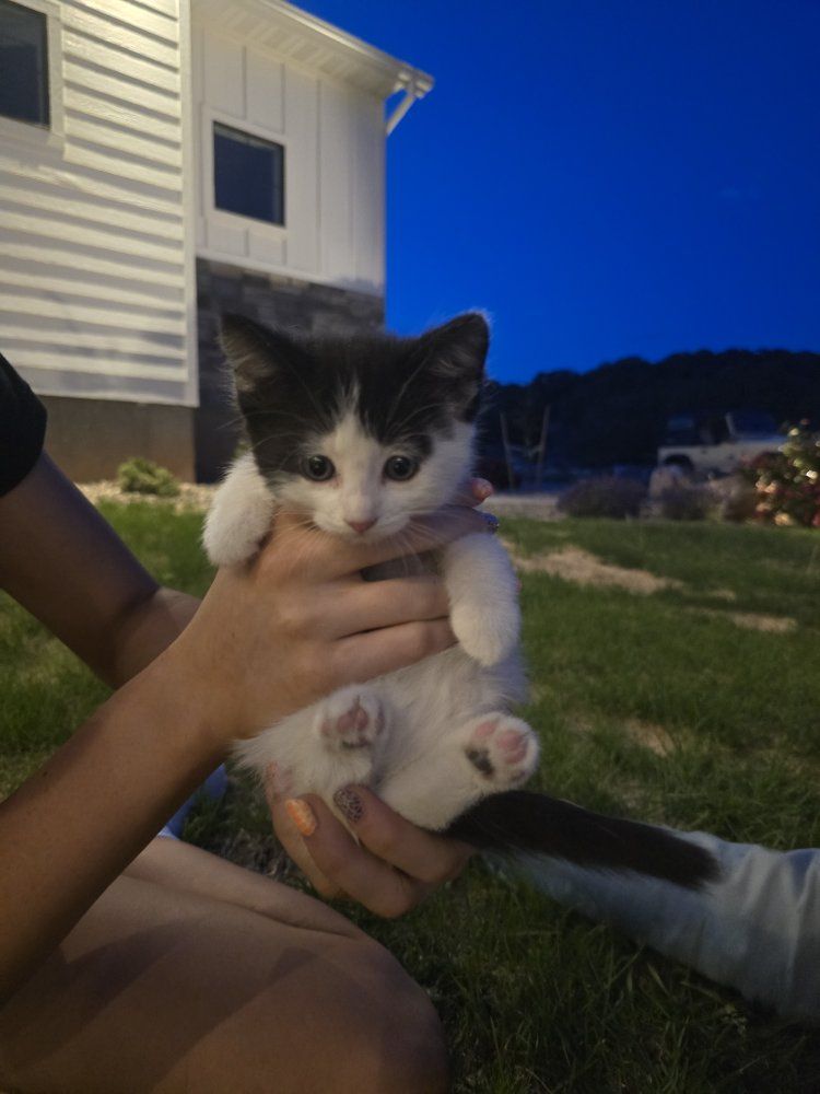 Three adorable kittens - Ready for a Loving Home!