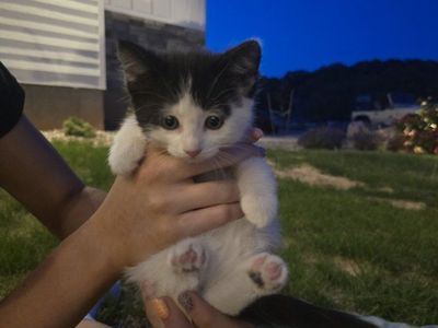 Three adorable kittens - Ready for a Loving Home!