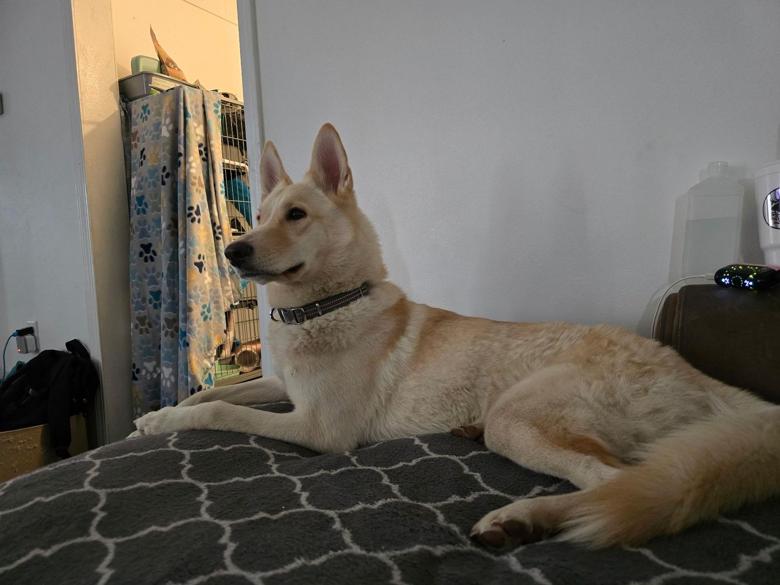 HUSKY