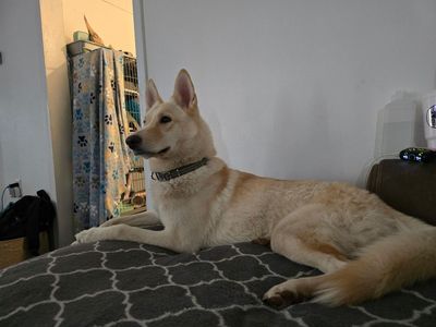HUSKY