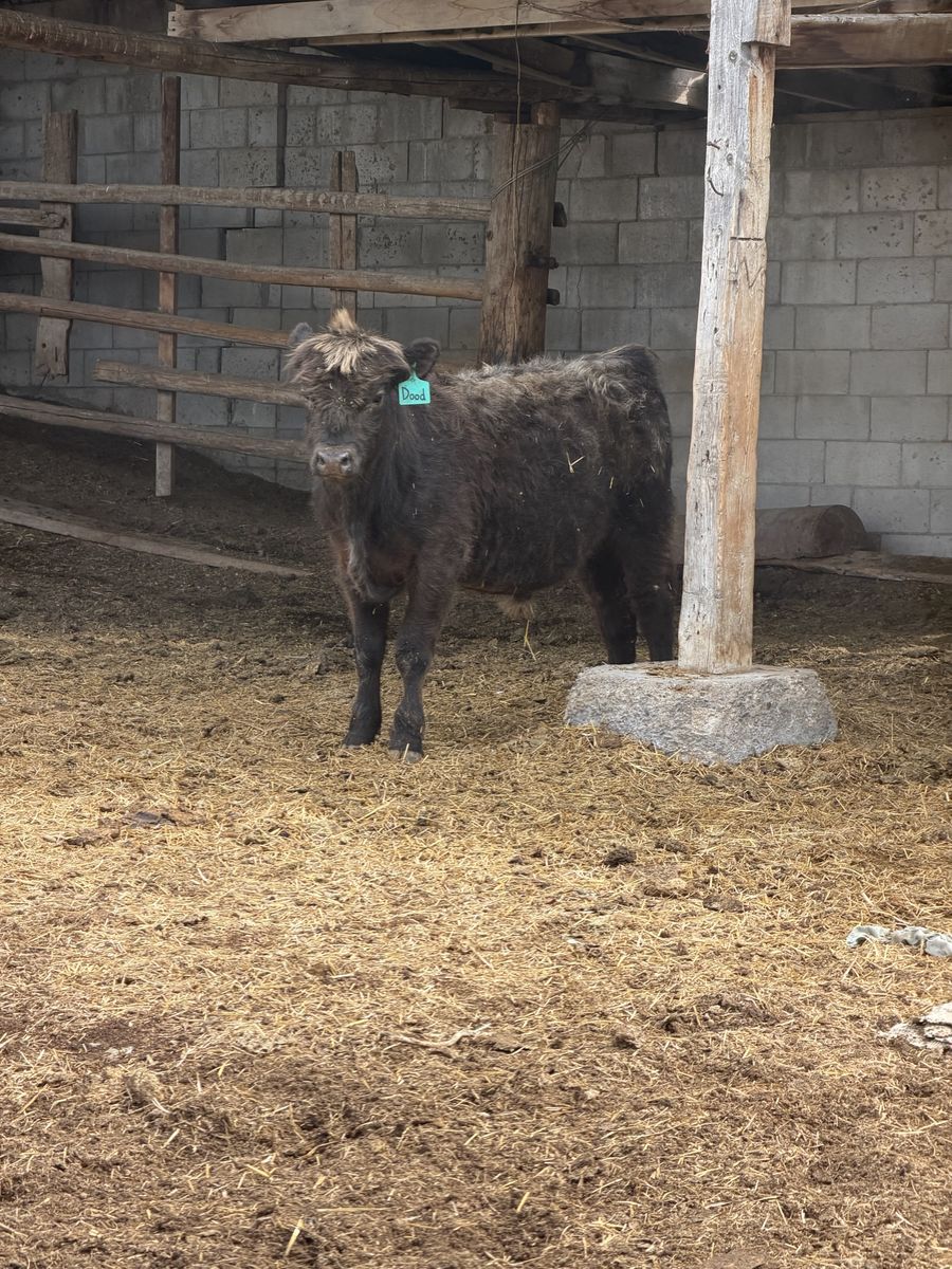 Highland Steer 