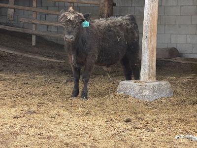 Highland Steer