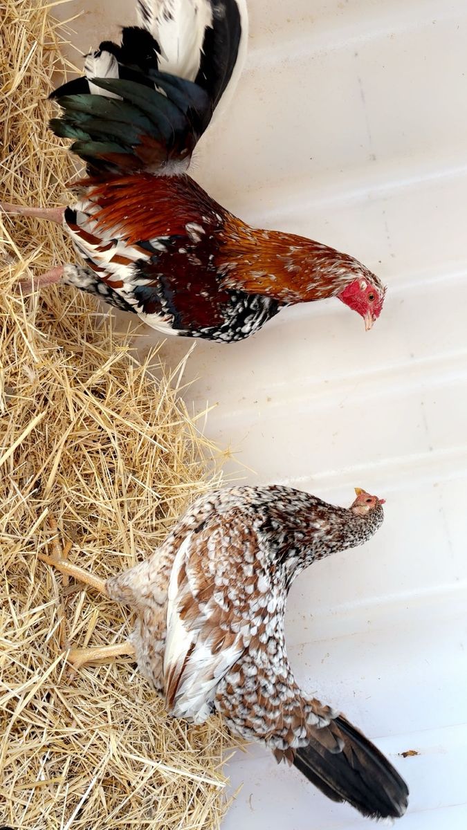 Spangled pair 