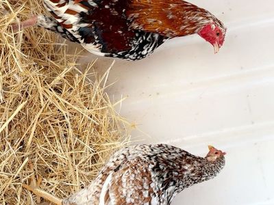 Spangled pair