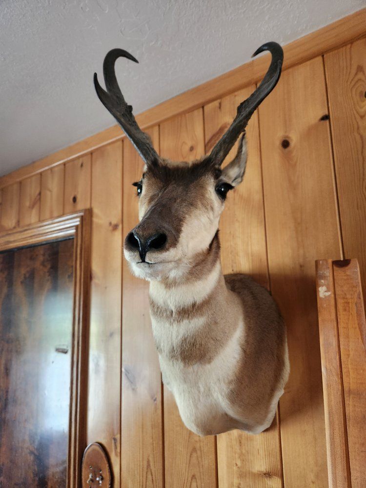 Antelope and Halibut Wall Mounts