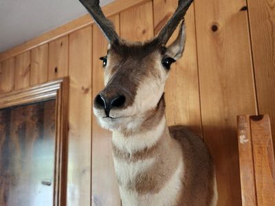 Antelope and Halibut Wall Mounts