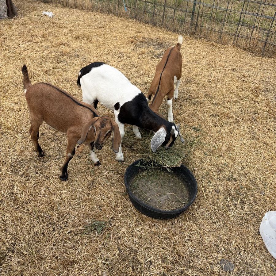 Goats