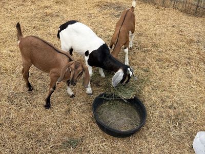 Goats