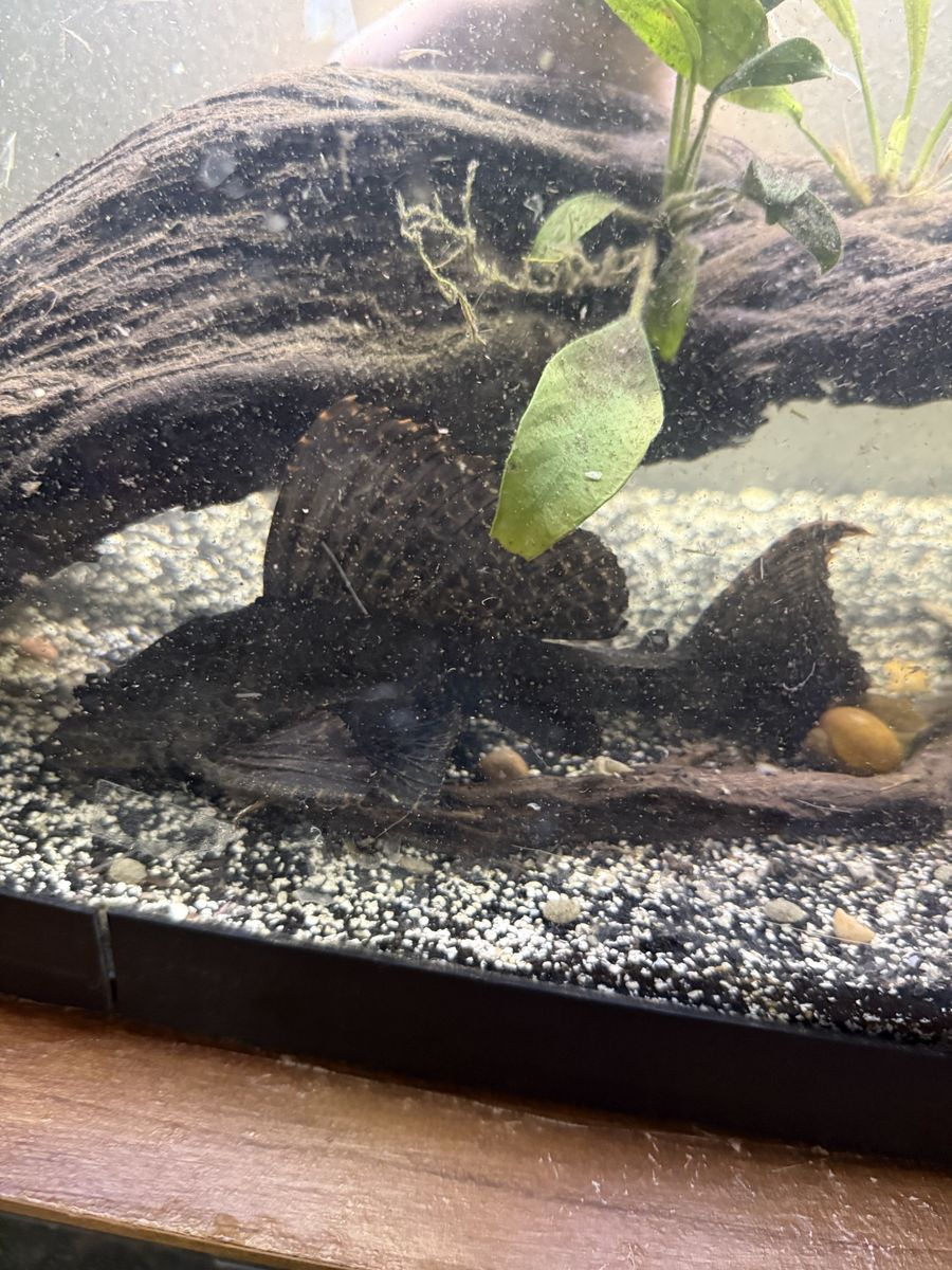 Large pleco