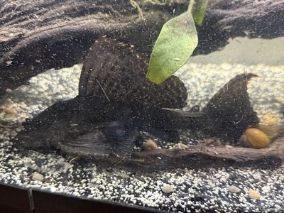 Large pleco