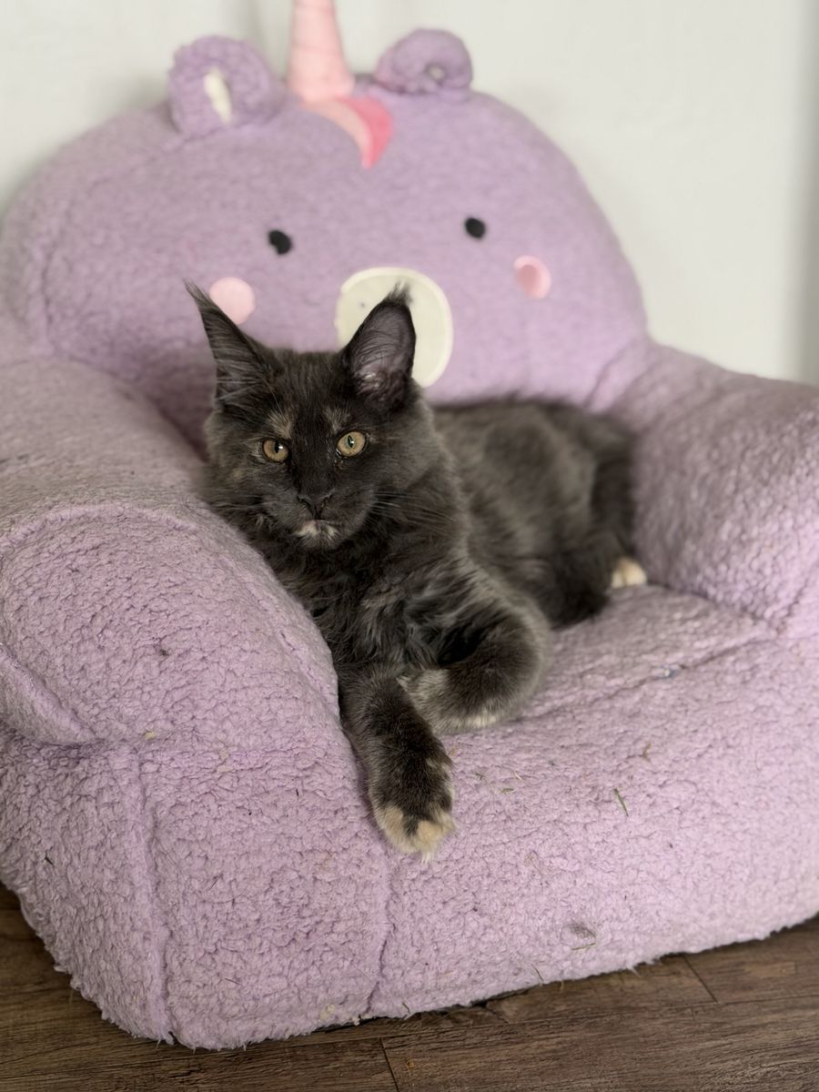 Blue tortie female Maine coon - CFA