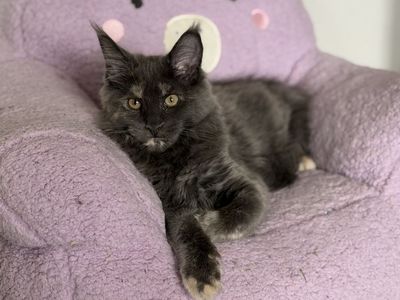 Blue tortie female Maine coon - CFA