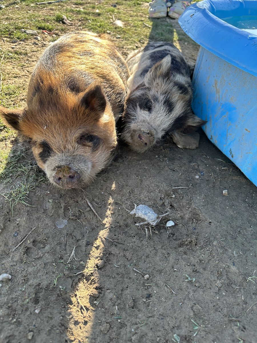 KUNE KUNE PIGS