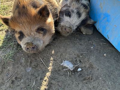 KUNE KUNE PIGS