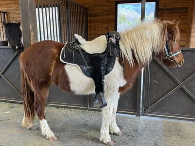 Pinto Icelandic Filly