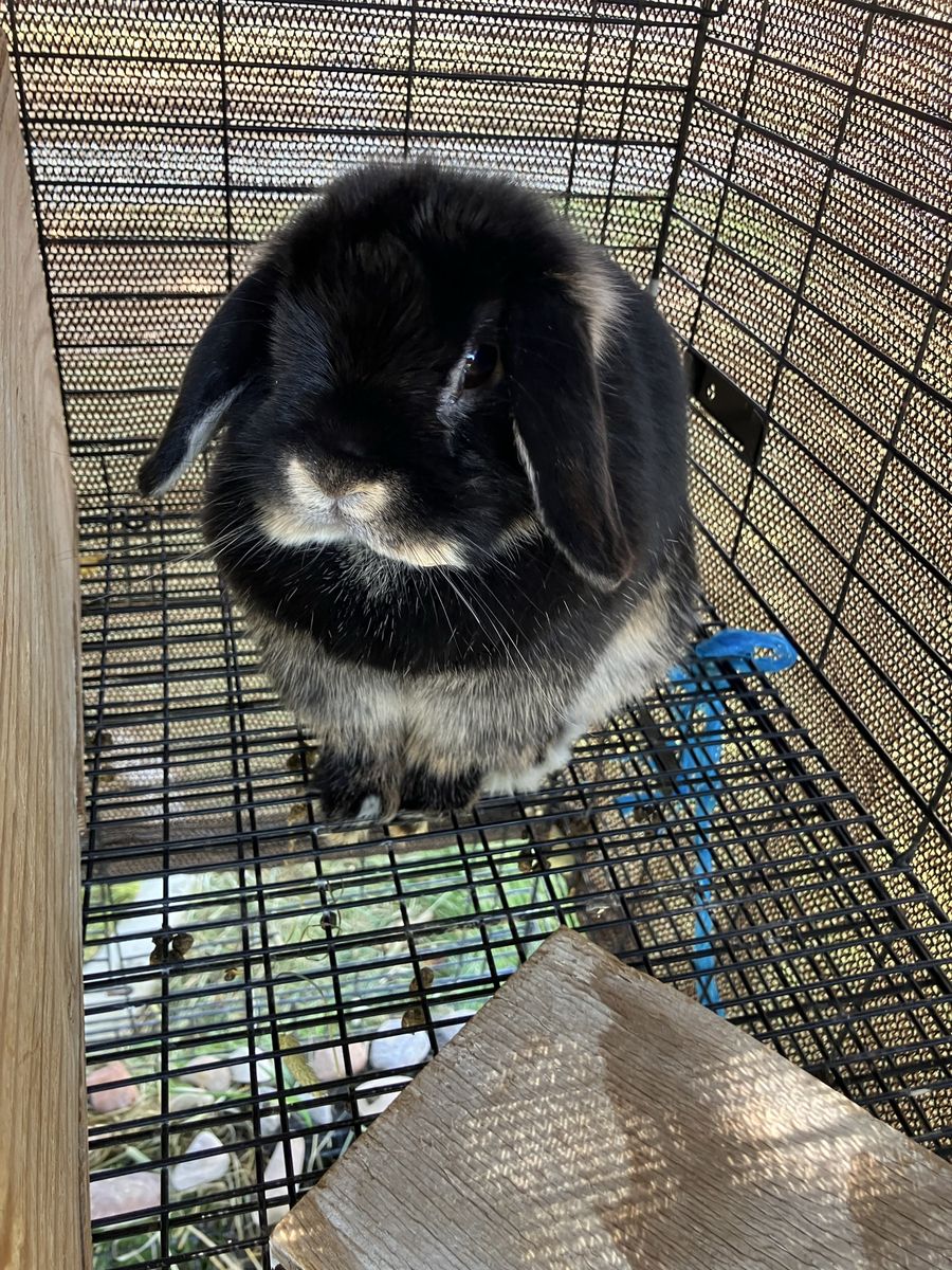 Holland Lop Rabbit - Black with Tan Markings