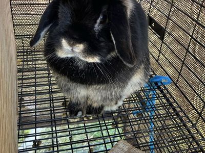 Holland Lop Rabbit - Black with Tan Markings