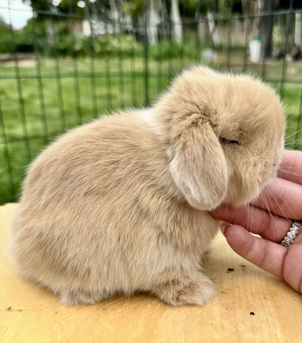 Holland Lop Buck