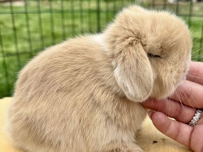 Holland Lop Buck