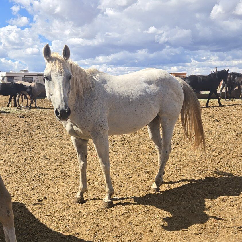 Grey Gelding Quarter horse
