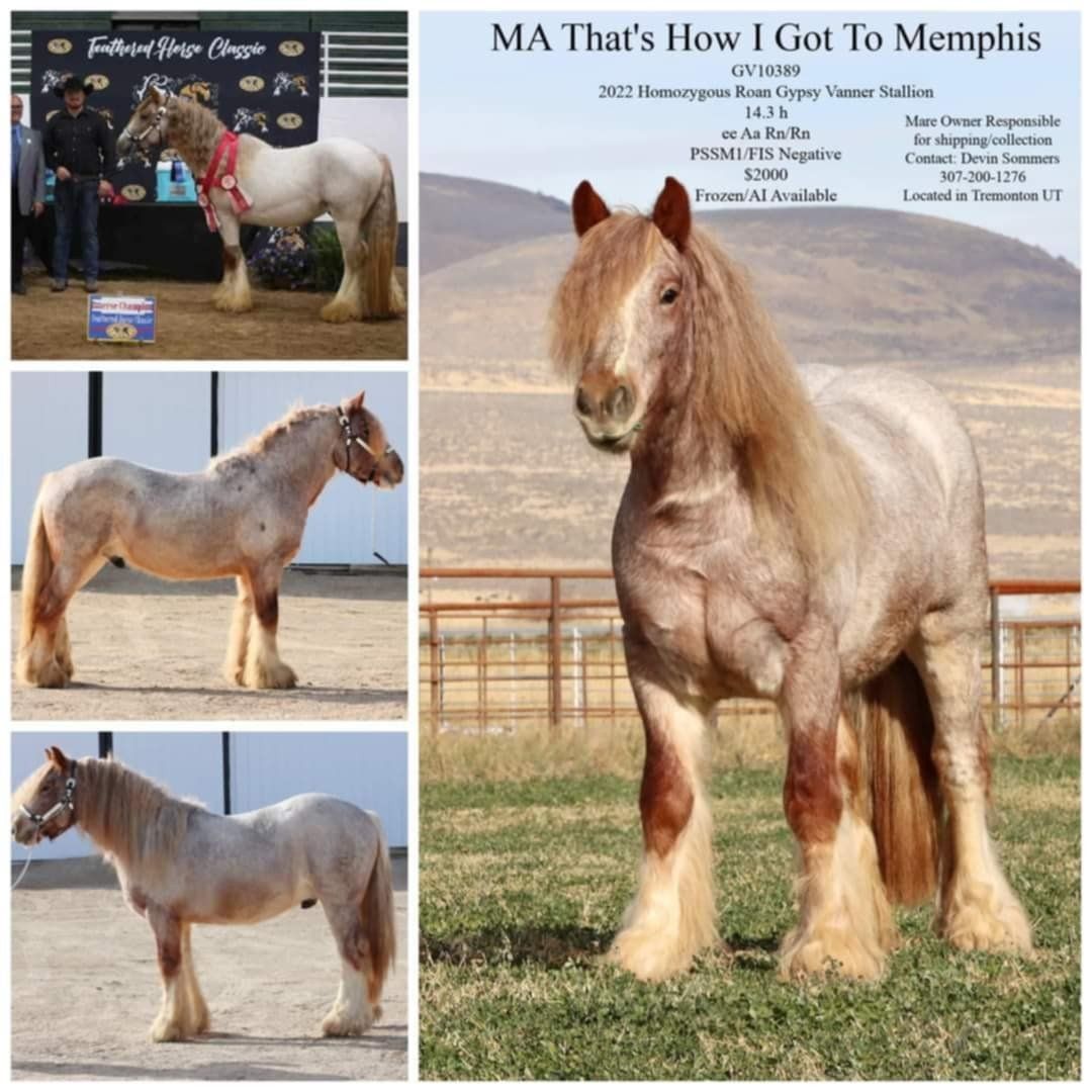 MA That's How I Got To Memphis - Homozgyous Roan Gypsy Vanner Stallion, 14.3h, PSSM1/FIS Negative