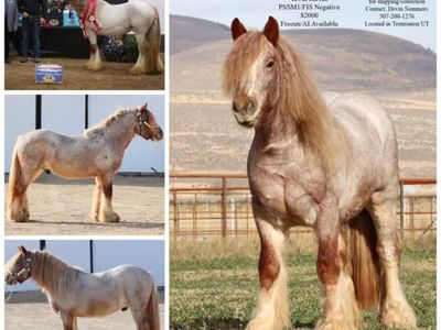MA That's How I Got To Memphis - Homozgyous Roan Gypsy Vanner Stallion, 14.3h, PSSM1/FIS Negative
