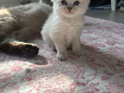 Ragdoll Kittens