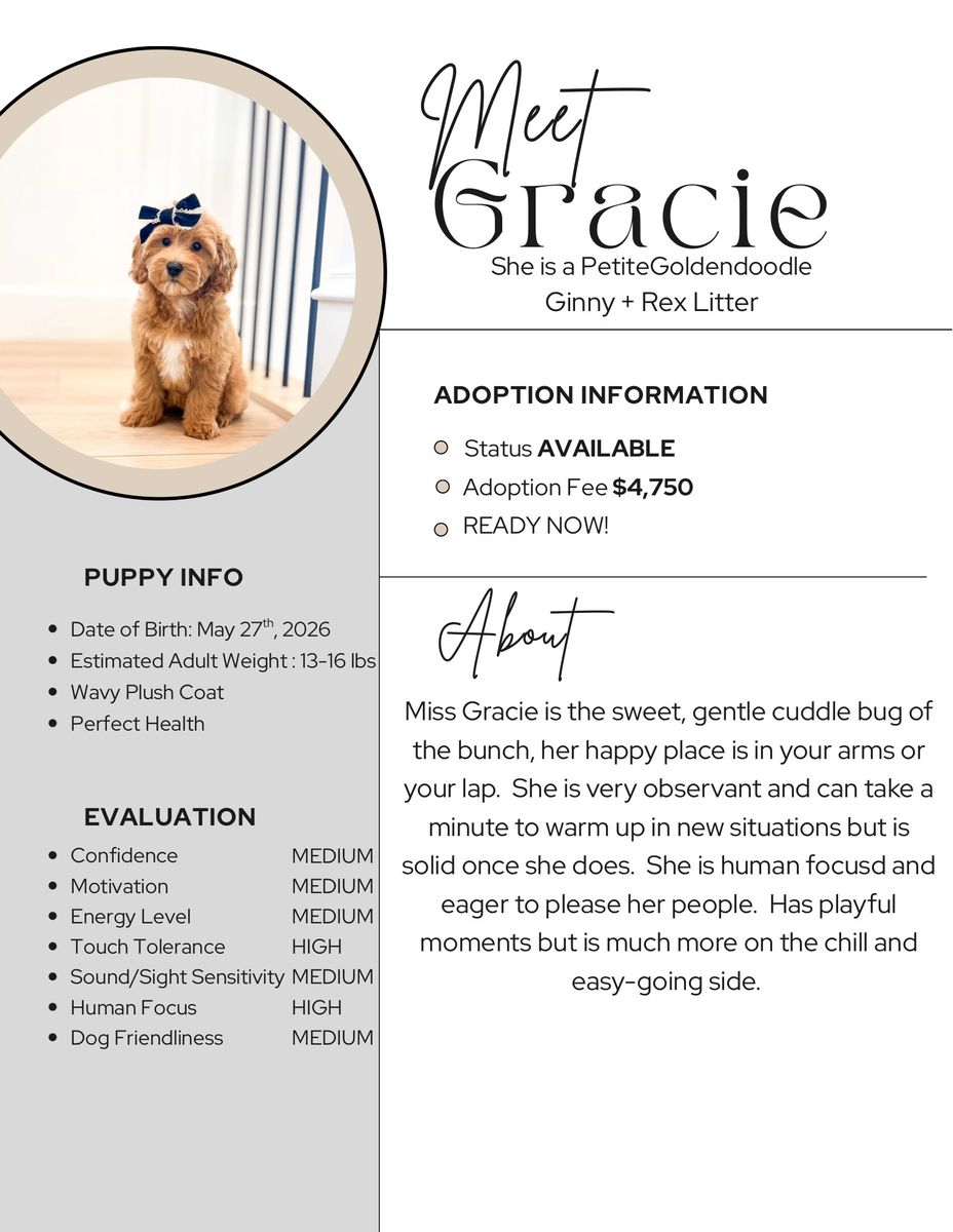Mini/Petite Female Goldendoodles