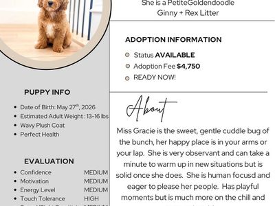 Mini/Petite Female Goldendoodles