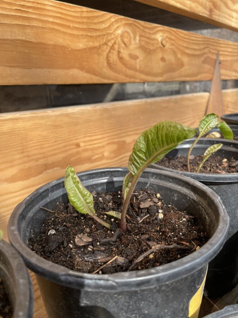 Started Horseradish Roots 1 Gallon